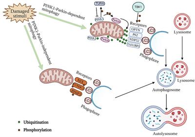 Mechanism of Mitophagy and Its Role in Sepsis Induced Organ Dysfunction: A Review